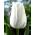 Tulipa alb vis - Tulip vis alb - 5 bulbi - Tulipa White Dream