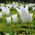 Tulipa Λευκά Φτερά - Λευκό Τριαντάφυλλο Tulip - 5 βολβοί - Tulipa White Wings