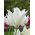 Туліпа Білі крила - Тюльпан Білі крила - 5 цибулин - Tulipa White Wings