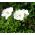 Anemone Nevjesta - 8 lukovica
