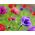 Anemone – colour selection  – 40 pcs
