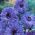 Dobbelt anemone - Lord Lieutenant - 40 stk; vallmo anemone, vindmølle - 