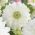 Double anemone - Gunung Everest - 40 pcs; anemone poppy, bunga bunga - 
