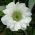 Double anemone – Mount Everest – 40 pcs; poppy anemone, windflower
