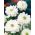 双层海葵 - 珠穆朗玛峰 -  100个;罂粟海葵，白头翁 - 