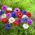 Dubbelanemon - färgval - 40 st; vallmo anemone, vindblomma - 