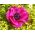 Anemone Sylphide - 8 kvetinové cibule