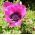 Anemone Sylphide - 8 kvetinové cibule