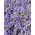 Flossflower, bluemink, blueweed, tuss suu, Mehhiko pintsel - sinine sort - 3750 seemnet - Ageratum houstonianum - seemned