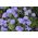 Flossflower, bluemink, blueweed, picior păsărică, pensula mexicană - varietate albastră - 3750 de semințe - Ageratum houstonianum