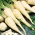 파슬리 "코니카"- 중기 초기 품종 - 3000 종자 - Petroselinum crispum  - 씨앗