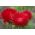 Aster petale asiatice rosii - 500 de seminte - Callistephus chinensis  - semințe