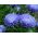 כחול פוני אסטר - 500 זרעים - Callistephus chinensis 