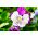 Grădină pansy "Pisici" - 10 semințe - Viola wittrockiana