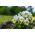 Bahçe hercai menekşe "Kediler" - 10 tohum - Viola wittrockiana - tohumlar