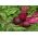 Červená řepa "Betina" - 500 semen - Beta vulgaris - semena