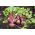 Burokėlis - Betina - 500 sėklos - Beta vulgaris