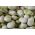 Fasole largă "White Windsor" - 500 g - Vicia faba L. - semințe