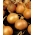 בצל "קריסטין" - 750 זרעים - Allium cepa L.