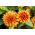 Zinnia de hoja angosta "alfombra persa" - variedad mix - 300 semillas - Zinnia angustifolia