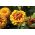 Narrowleaf zinnia "Persiešu paklājs" - šķirņu maisījums - 300 sēklas - Zinnia angustifolia