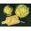 قزم الفاصوليا الصفراء الفرنسية "Berggold" - 200 بذرة - Phaseolus vulgaris L. - ابذرة