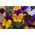 Рогатая анютины глазки "Orange Purple"; рогатая фиалка - 20 семян - Viola cornuta - семена