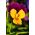 有角的三色堇“橙紫色”;角紫罗兰 -  20粒种子 - Viola cornuta - 種子