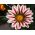 Θησαυρό λουλούδι "Big Kiss F2 Λευκή Φλόγα"? gazania - Gazania x hybrida - σπόροι