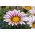 Квітка скарбів "Великий поцілунок F2 White Flame"; gazania - Gazania x hybrida - насіння