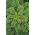 Кудрявая капуста - Rossignol - 135 семена - Brassica oleracea L. var. sabellica L.