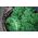 羽衣甘蓝“Rossignol” -  135粒种子 - Brassica oleracea L. var. sabellica L. - 種子