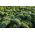 Cải xoăn "Rossignol" - 135 hạt - Brassica oleracea L. var. sabellica L.