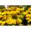 Жута ракија, Бушов љубичасти слаткиш -   сјеменки - Echinacea purpurea - семе