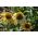 Žltý trstina, Bushova fialová trstina -   semien - Echinacea purpurea - semená