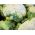 Ziedkāposts - Beta - 270 sēklas - Brassica oleracea L. var.botrytis L.