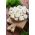Květák "Beta" - bílý - 270 semen - Brassica oleracea L. var.botrytis L. - semena