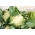 カリフラワー "ベータ"  - 白 -  270種子 - Brassica oleracea L. var.botrytis L. - シーズ