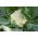 カリフラワー "ボラ"  -  270種子 - Brassica oleracea L. var.botrytis L. - シーズ