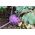 Koolrabi - Delikates Blauer - 520 zaden - Brassica oleracea var. Gongylodes L.