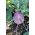 Kolrābji - Delikates Blauer - 520 sēklas - Brassica oleracea var. Gongylodes L.