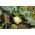 koolraap - Gabi - 520 zaden - Brassica oleracea var. Gongylodes L.