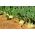Kolrābji – Viennese - 520 sēklas - Brassica oleracea var. Gongylodes L.