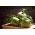 コールラビ、ドイツのカブ「ウィーン」 -  520種子 - Brassica oleracea var. Gongylodes L. - シーズ