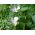 Kaperski grm, Flinders ustao - Capparis spinosa - sjemenke