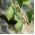 Bụi cây, hoa hồng - Capparis spinosa - hạt