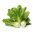 복 쵸이 "최 최 조이" - Brassica rapa subsp. chinensis - 씨앗