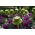 Капуста декоративна "Схід сонця" - суміш насіння; Декоративна капуста - Brassica oleracea var. acephala