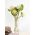Капуста декоративна "Схід сонця" - суміш насіння; Декоративна капуста - Brassica oleracea var. acephala