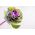 Украсни купус "Сунрисе" - мешавина семена; Орнаментал кале - Brassica oleracea var. acephala